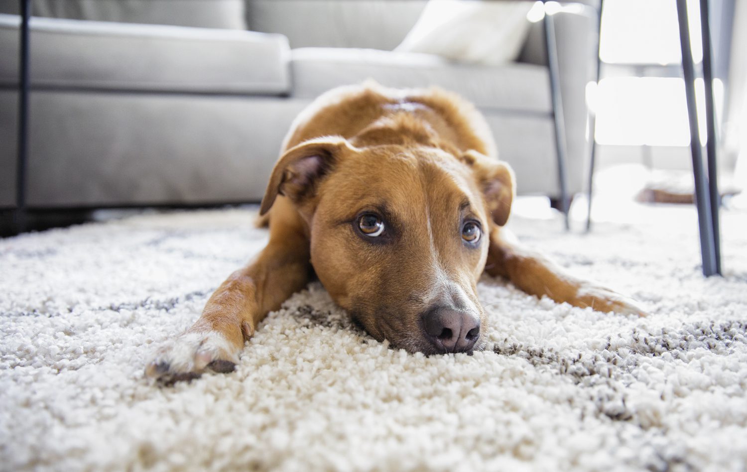 clean carpets even when you have pets