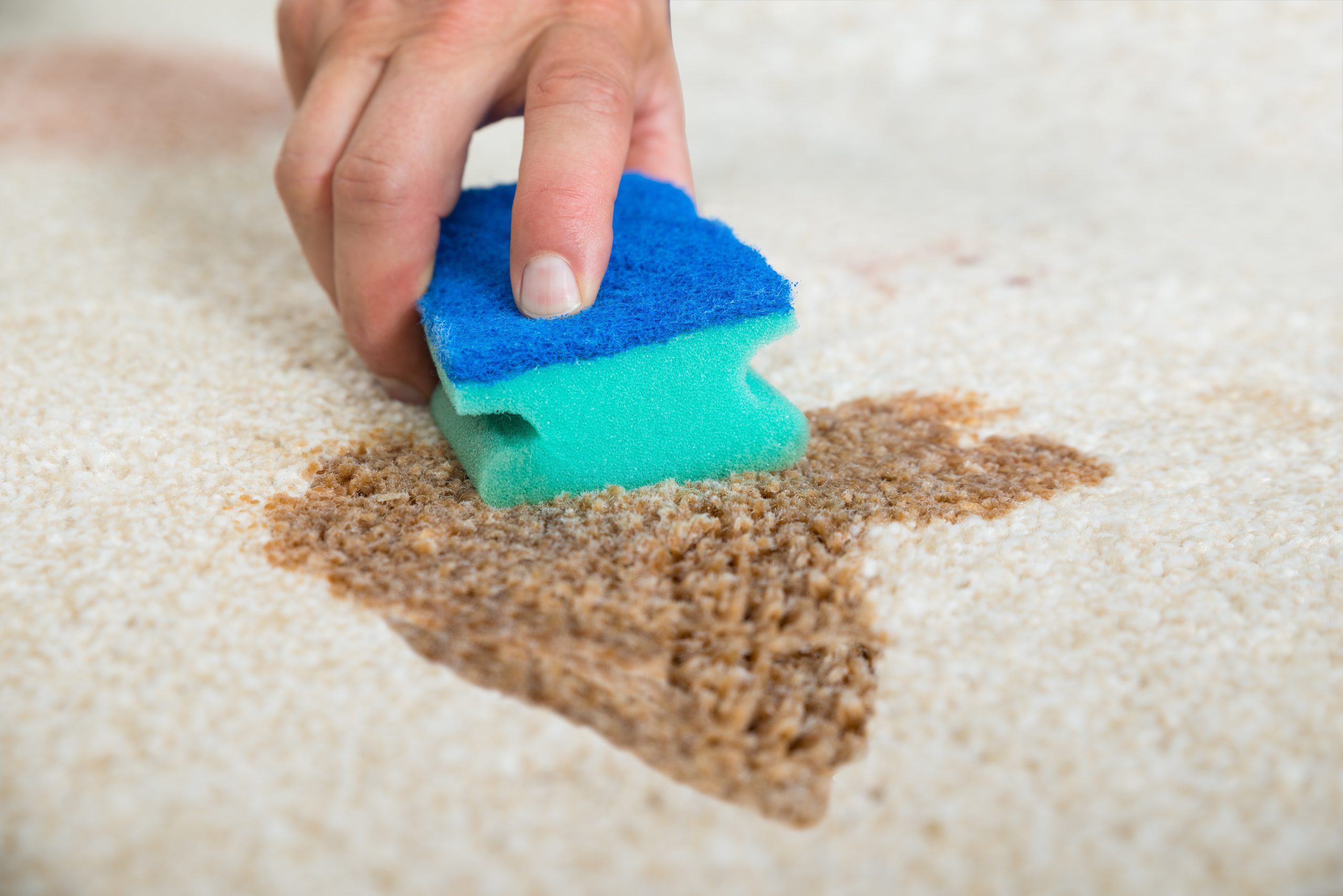 Cleaning carpet stains by blotting with sponge