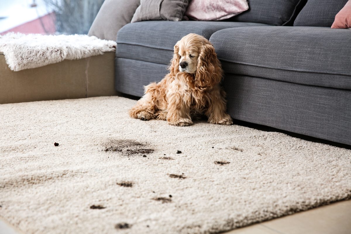 Cocker Spaniel leaving pawprints on clean carpet