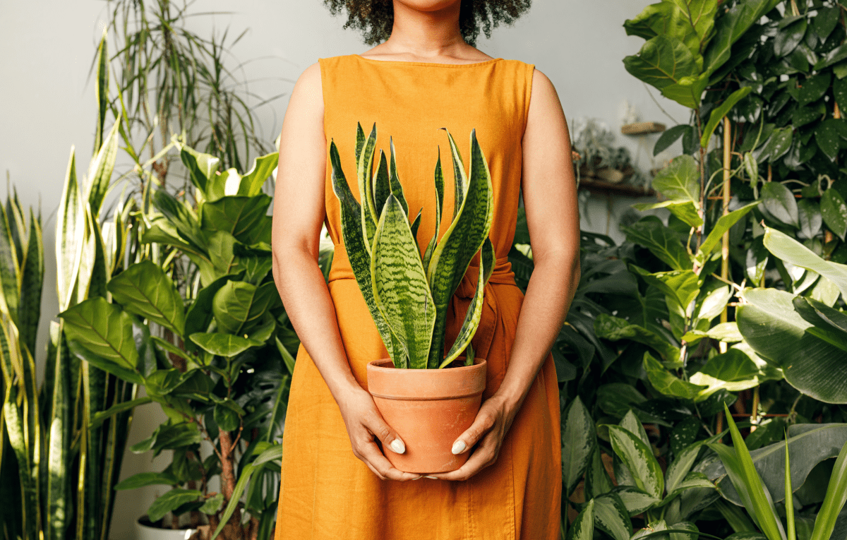 Woman in orange dress holding a small potted indoor plant, surrounded by lots of large green plants