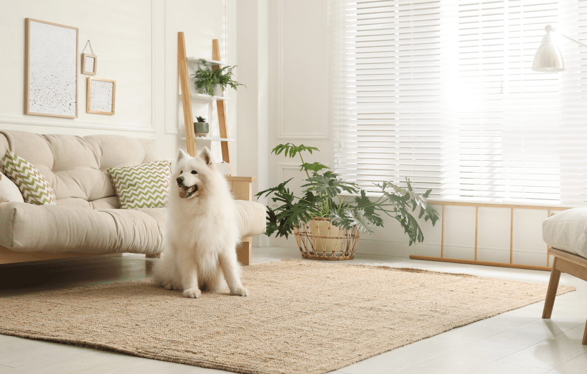 Dog sitting on light coloured rug in living room area