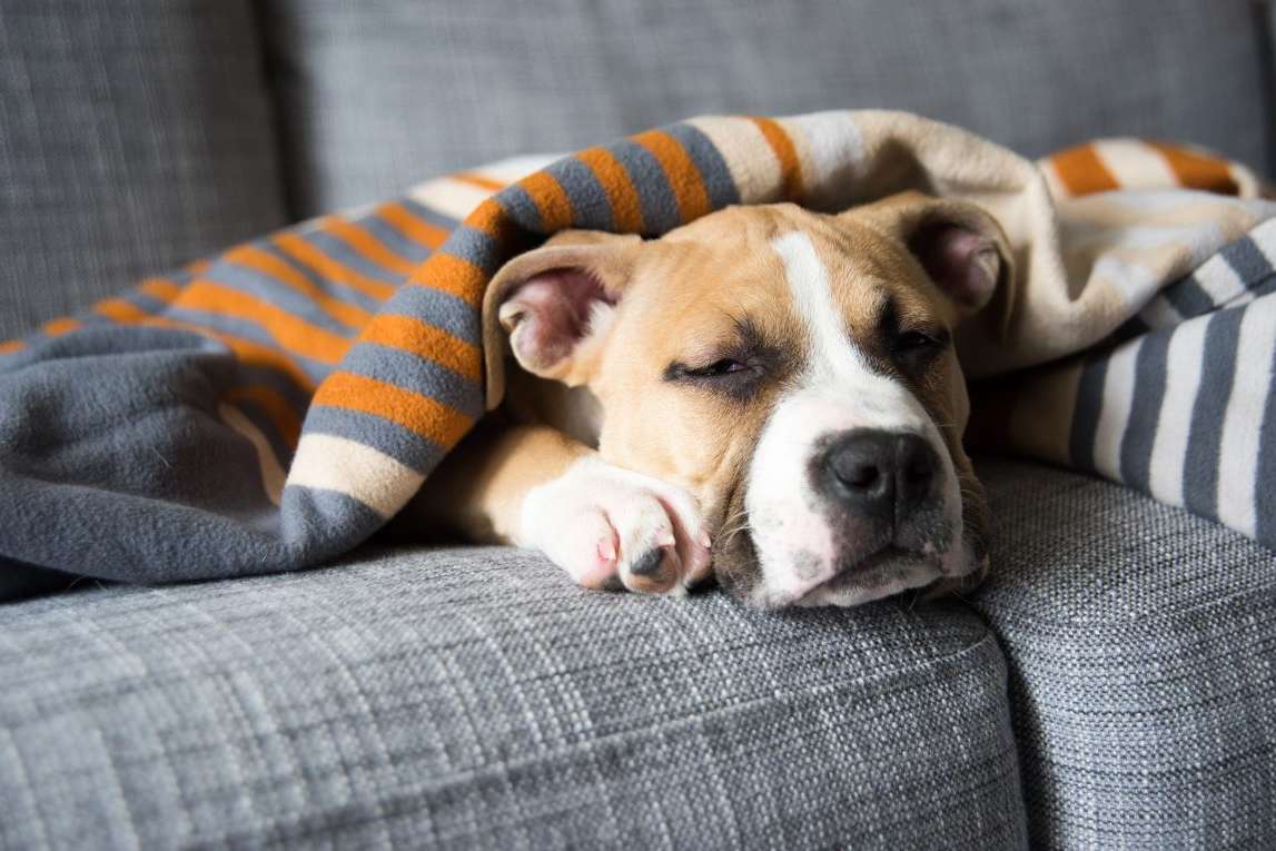 dog wrapped in blanket, asleep on couch