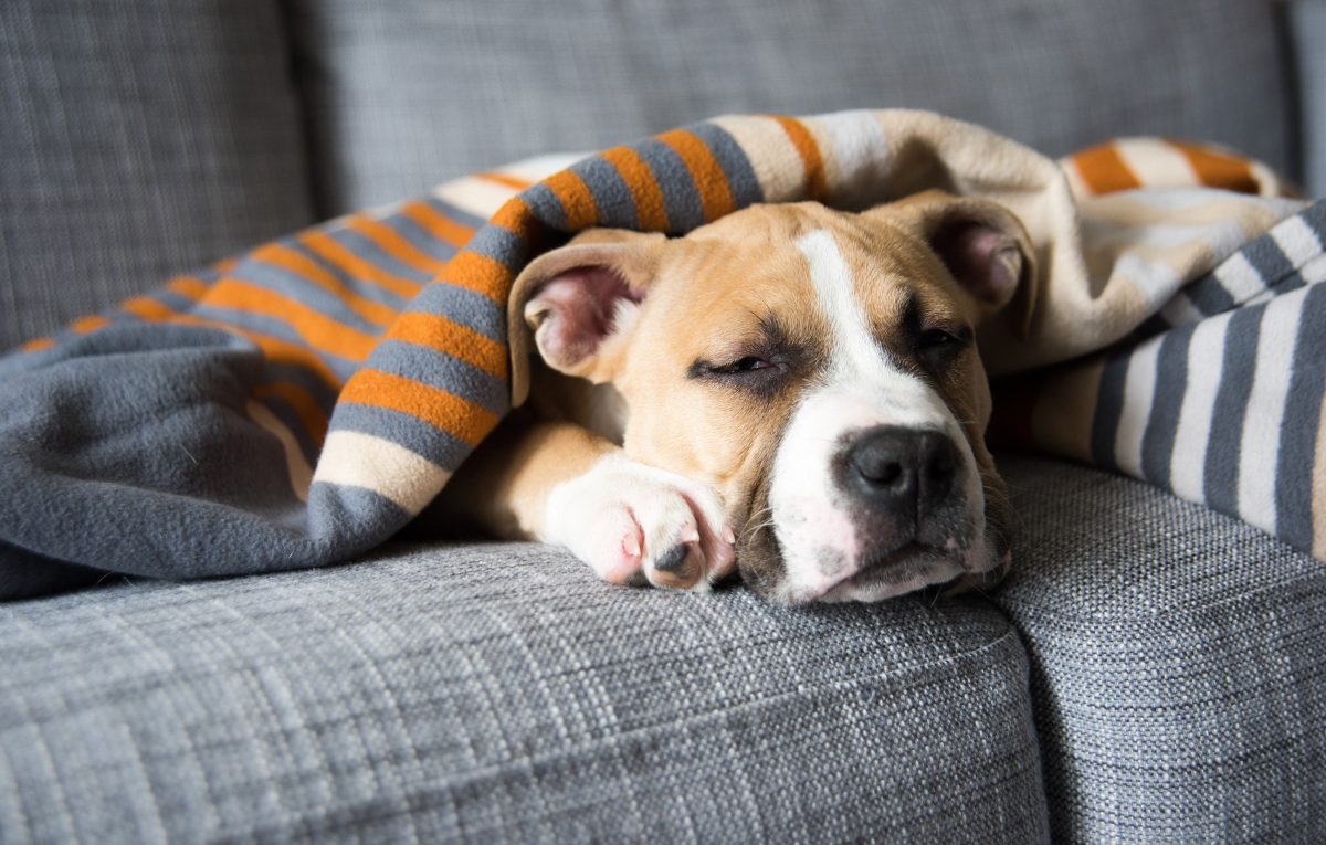 dog wrapped in blanket, asleep on couch