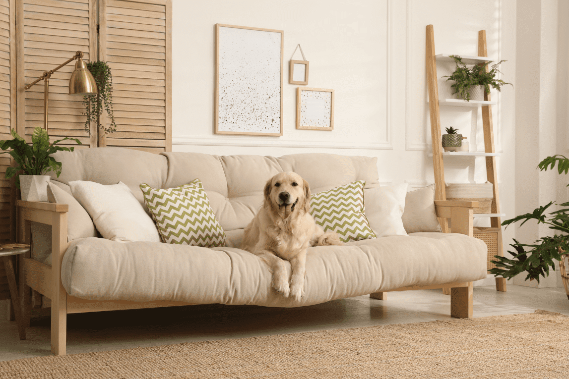 a happy dog sitting on a white couch