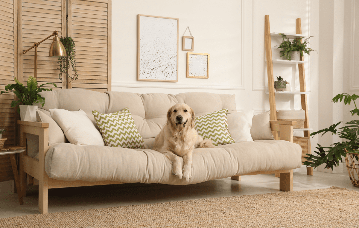 a happy dog sitting on a white couch